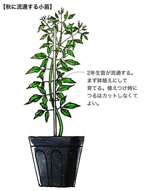 クレマチスの育て方｜KINCHO園芸